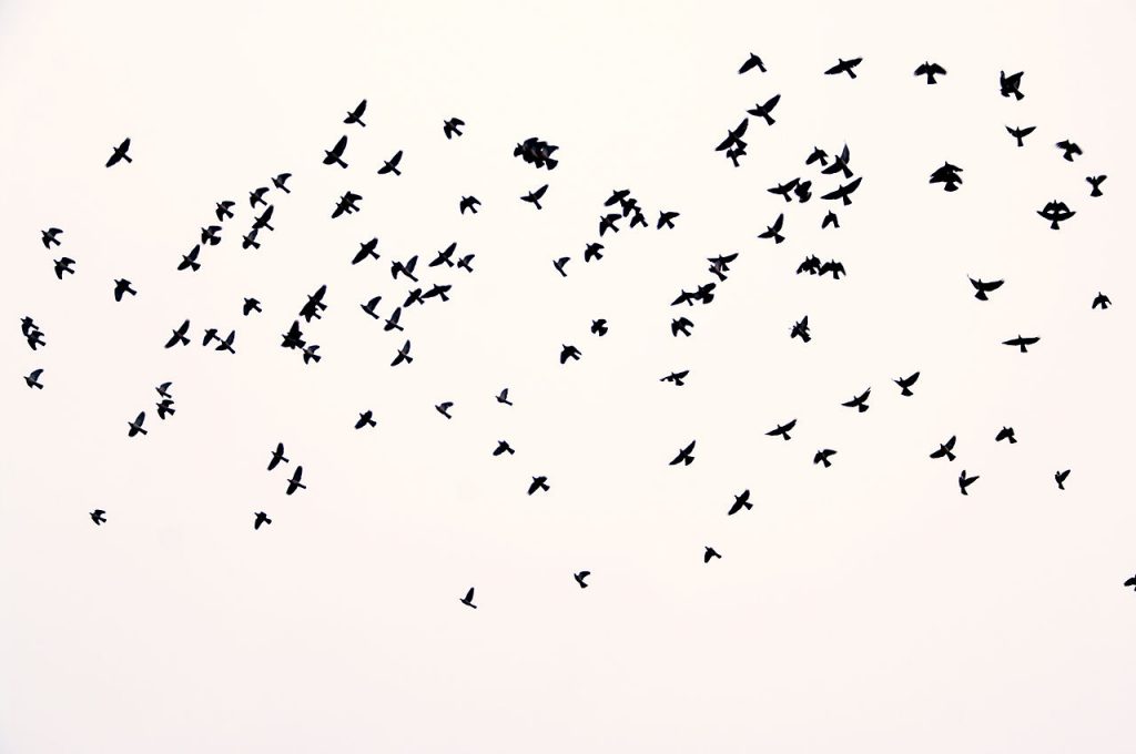 image courtesy Dirk Ingo Franke https://commons.wikimedia.org/wiki/File:Wesselburen_flock_of_birds_04.03.2011_18-20-45.JPG